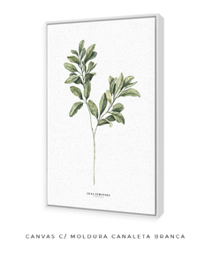 Quadro Decorativo Oliveira - loja online