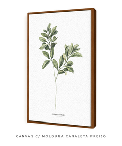 Quadro Decorativo Oliveira - comprar online