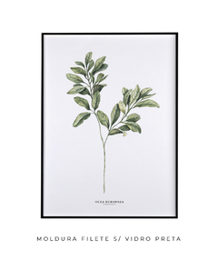 Quadro Decorativo Oliveira - loja online