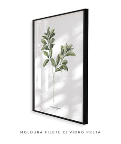 Quadro Decorativo Oliveira