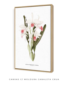 Imagem do Quadro decorativo Orquídea Laelia Purpurata Carnea