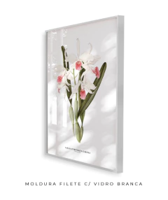 Imagem do Quadro decorativo Orquídea Laelia Purpurata Carnea