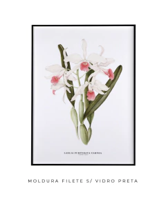 Quadro decorativo Orquídea Laelia Purpurata Carnea