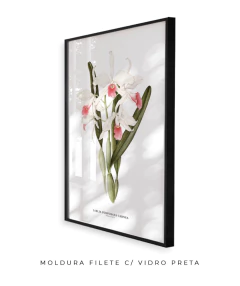 Quadro decorativo Orquídea Laelia Purpurata Carnea na internet