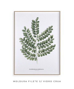 Quadro Decorativo Pau Brasil - comprar online