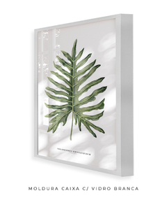 Quadro Decorativo Philodendron Guaimbé - loja online