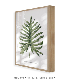 Quadro Decorativo Philodendron Guaimbé