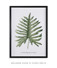 Quadro Decorativo Philodendron Guaimbé - Flowersjuls - Quadros botânicos decorativos | Aquarelas autorais