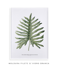 Quadro Decorativo Philodendron Guaimbé