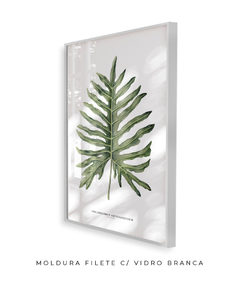 Quadro Decorativo Philodendron Guaimbé - comprar online