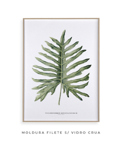 Quadro Decorativo Philodendron Guaimbé na internet