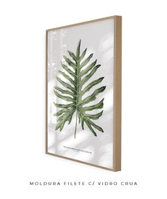 Quadro Decorativo Philodendron Guaimbé - Flowersjuls - Quadros botânicos decorativos | Aquarelas autorais