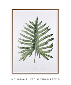 Quadro Decorativo Philodendron Guaimbé - loja online