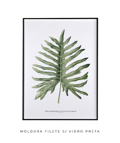 Quadro Decorativo Philodendron Guaimbé