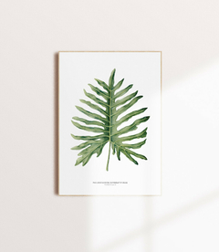 Quadro Decorativo Philodendron Guaimbé