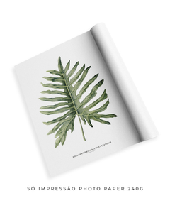 Quadro Decorativo Philodendron Guaimbé - comprar online