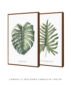 Imagem do Quadro Decorativo Philodendron Guaimbé + Monstera