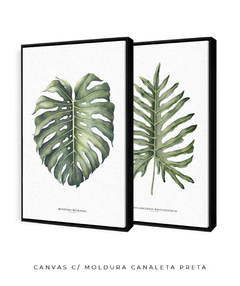 Quadro Decorativo Philodendron Guaimbé + Monstera