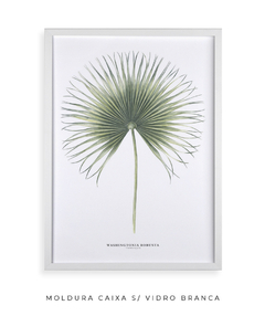 Quadro Decorativo Washingtonia Robusta - Flowersjuls - Quadros botânicos decorativos | Aquarelas autorais