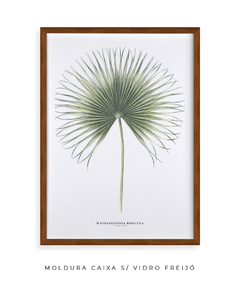 Quadro Decorativo Washingtonia Robusta - Flowersjuls - Quadros botânicos decorativos | Aquarelas autorais