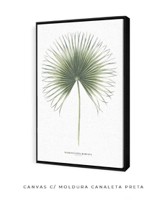 Quadro Decorativo Washingtonia Robusta - comprar online