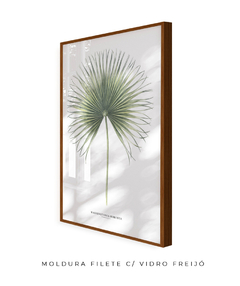 Imagem do Quadro Decorativo Washingtonia Robusta