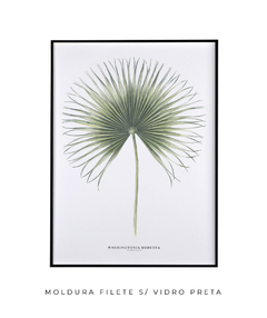 Quadro Decorativo Washingtonia Robusta