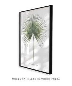 Quadro Decorativo Washingtonia Robusta - comprar online