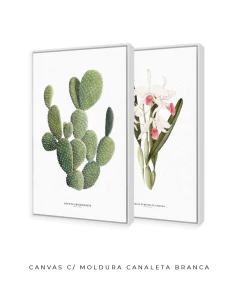 Quadros Decorativos Cactos Opuntia + Orquídea Laelia Carnea - comprar online