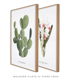 Quadros Decorativos Cactos Opuntia + Orquídea Laelia Carnea - comprar online