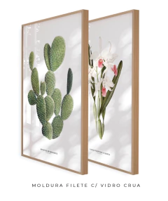 Quadros Decorativos Cactos Opuntia + Orquídea Laelia Carnea na internet