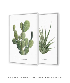 Quadros Decorativos Dupla Cactos Opuntia + Zebra Haworthia na internet