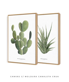 Quadros Decorativos Dupla Cactos Opuntia + Zebra Haworthia - comprar online
