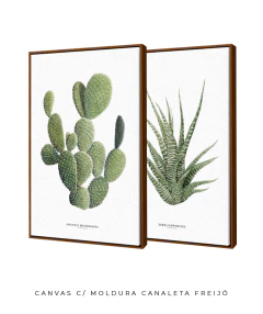 Quadros Decorativos Dupla Cactos Opuntia + Zebra Haworthia na internet
