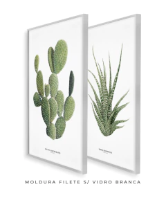 Imagem do Quadros Decorativos Dupla Cactos Opuntia + Zebra Haworthia
