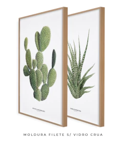 Quadros Decorativos Dupla Cactos Opuntia + Zebra Haworthia na internet