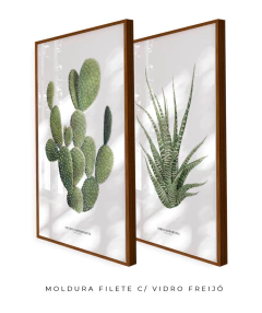 Quadros Decorativos Dupla Cactos Opuntia + Zebra Haworthia