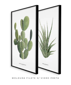 Quadros Decorativos Dupla Cactos Opuntia + Zebra Haworthia - Flowersjuls - Quadros botânicos decorativos | Aquarelas autorais