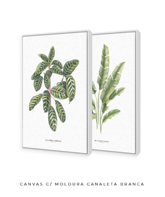 Quadros Decorativos Dupla Calathea + Heliconia - comprar online