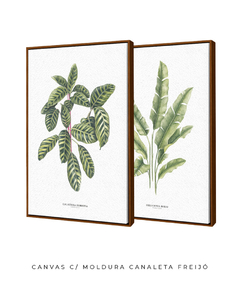 Quadros Decorativos Dupla Calathea + Heliconia - loja online