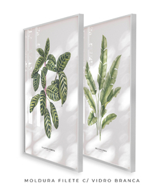 Quadros Decorativos Dupla Calathea + Heliconia - loja online