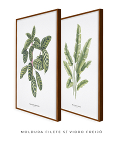 Quadros Decorativos Dupla Calathea + Heliconia - comprar online