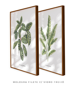 Quadros Decorativos Dupla Calathea + Heliconia - loja online