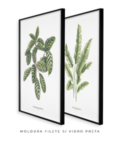 Quadros Decorativos Dupla Calathea + Heliconia - Flowersjuls - Quadros botânicos decorativos | Aquarelas autorais