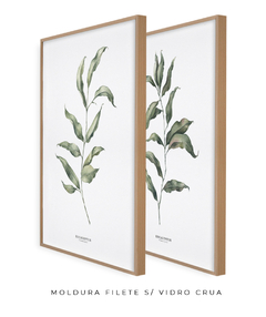 Quadros Decorativos Dupla Eucaliptos - comprar online