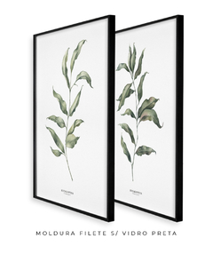 Quadros Decorativos Dupla Eucaliptos - comprar online