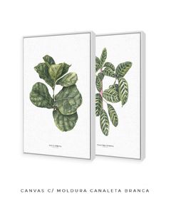 Quadros Decorativos Dupla Ficus + Calathea - comprar online