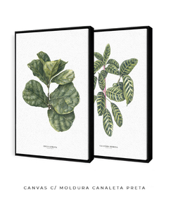 Quadros Decorativos Dupla Ficus + Calathea