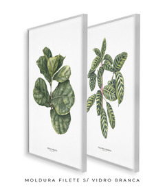 Quadros Decorativos Dupla Ficus + Calathea - loja online