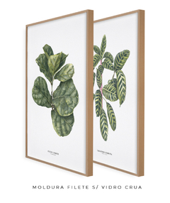 Quadros Decorativos Dupla Ficus + Calathea